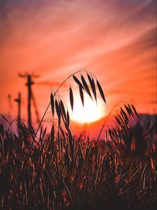 Preview wallpaper ear, sunset, sun, grass, silhouette
