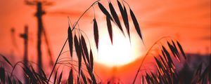 Preview wallpaper ear, sunset, sun, grass, silhouette