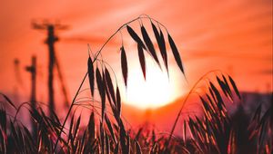 Preview wallpaper ear, sunset, sun, grass, silhouette