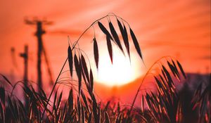 Preview wallpaper ear, sunset, sun, grass, silhouette