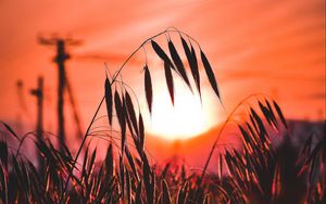 Preview wallpaper ear, sunset, sun, grass, silhouette