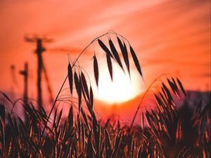 Preview wallpaper ear, sunset, sun, grass, silhouette