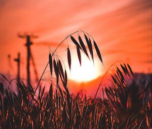 Preview wallpaper ear, sunset, sun, grass, silhouette