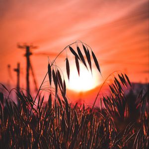 Preview wallpaper ear, sunset, sun, grass, silhouette