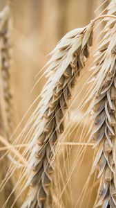 Preview wallpaper ear, wheat, macro, blur, plant