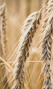 Preview wallpaper ear, wheat, macro, blur, plant