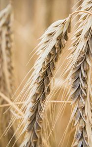 Preview wallpaper ear, wheat, macro, blur, plant