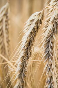 Preview wallpaper ear, wheat, macro, blur, plant