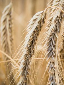 Preview wallpaper ear, wheat, macro, blur, plant