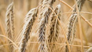 Preview wallpaper ear, wheat, macro, blur, plant