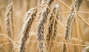 Preview wallpaper ear, wheat, macro, blur, plant