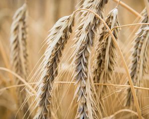 Preview wallpaper ear, wheat, macro, blur, plant