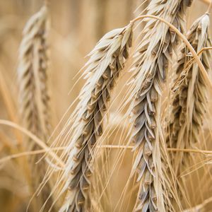 Preview wallpaper ear, wheat, macro, blur, plant