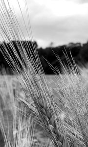 Preview wallpaper ear, wheat, macro, bw