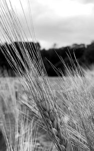 Preview wallpaper ear, wheat, macro, bw