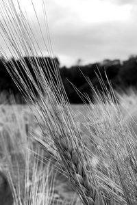 Preview wallpaper ear, wheat, macro, bw