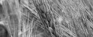 Preview wallpaper ear, wheat, macro, bw