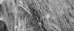 Preview wallpaper ear, wheat, macro, bw