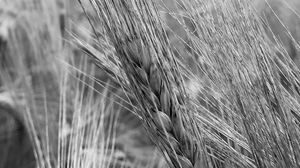 Preview wallpaper ear, wheat, macro, bw