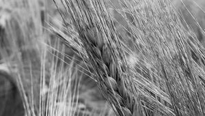 Preview wallpaper ear, wheat, macro, bw