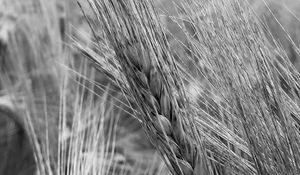 Preview wallpaper ear, wheat, macro, bw