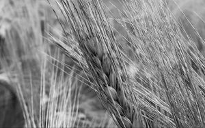 Preview wallpaper ear, wheat, macro, bw