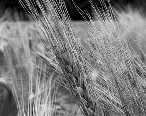 Preview wallpaper ear, wheat, macro, bw