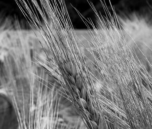 Preview wallpaper ear, wheat, macro, bw