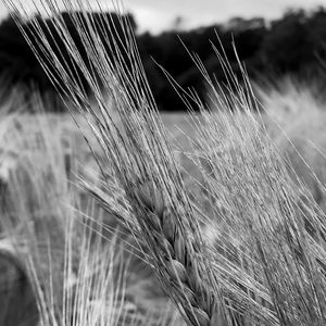 Preview wallpaper ear, wheat, macro, bw