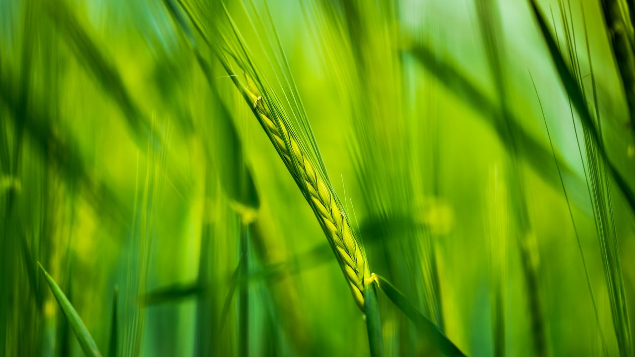 Wallpaper ear, wheat, plant, leaves, green