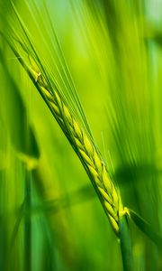 Preview wallpaper ear, wheat, plant, leaves, green