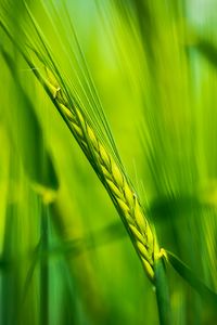 Preview wallpaper ear, wheat, plant, leaves, green