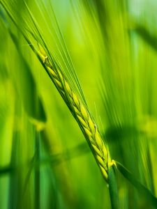 Preview wallpaper ear, wheat, plant, leaves, green