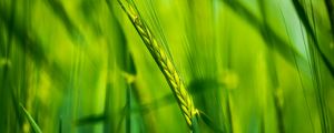 Preview wallpaper ear, wheat, plant, leaves, green