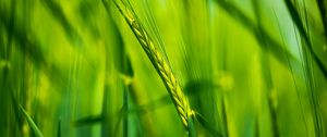 Preview wallpaper ear, wheat, plant, leaves, green