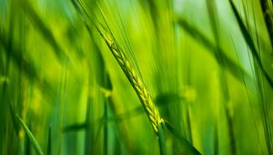 Preview wallpaper ear, wheat, plant, leaves, green