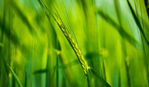 Preview wallpaper ear, wheat, plant, leaves, green