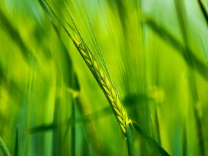 Preview wallpaper ear, wheat, plant, leaves, green