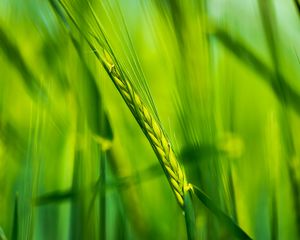 Preview wallpaper ear, wheat, plant, leaves, green