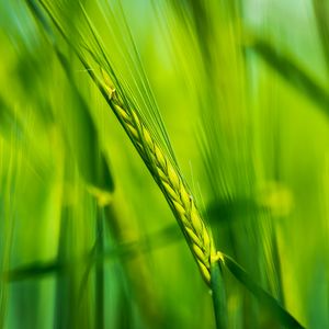 Preview wallpaper ear, wheat, plant, leaves, green