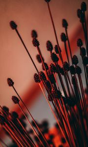 Preview wallpaper ears, dried flowers, backlight, red