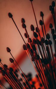 Preview wallpaper ears, dried flowers, backlight, red