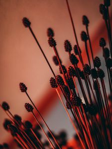 Preview wallpaper ears, dried flowers, backlight, red