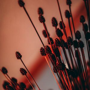 Preview wallpaper ears, dried flowers, backlight, red