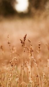 Preview wallpaper ears, dry, autumn, gold