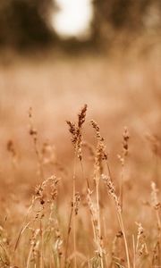 Preview wallpaper ears, dry, autumn, gold