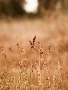 Preview wallpaper ears, dry, autumn, gold