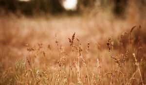 Preview wallpaper ears, dry, autumn, gold