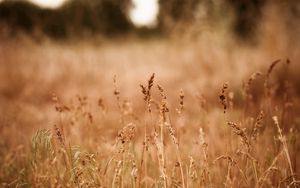 Preview wallpaper ears, dry, autumn, gold