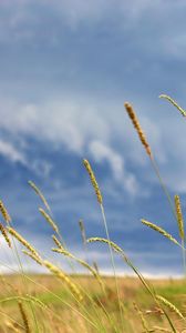 Preview wallpaper ears, field, autumn, cloudy